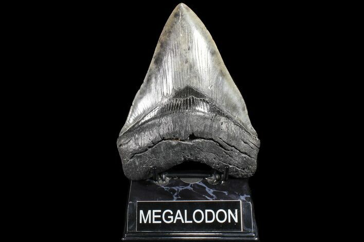 Huge, Fossil Megalodon Tooth - Georgia #84135